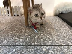 -绒爪撸猫下午茶·猫咖
