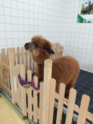 -萌宠家互动乐园