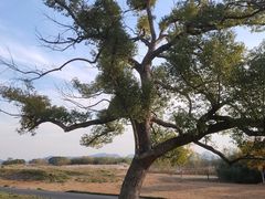 -良渚古城遗址公园