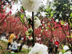 -桃花涧
