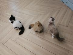 -安格丽娜·狗咖·猫咖羊驼咖(春熙路百盛商场店)