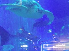 -成都浩海立方海洋公园