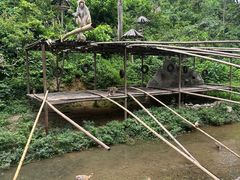 -西双版纳原始森林公园