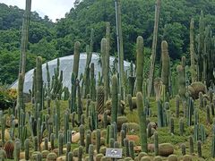 -深圳仙湖植物园