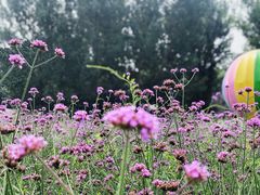 -紫海香堤香草艺术庄园