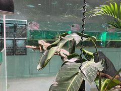 -上海大自然野生昆虫馆(东方明珠·爬宠昆虫探索中心)