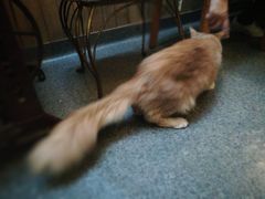 -猫色咖啡·猫咖