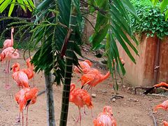 -清迈夜间动物园