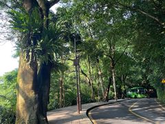 -深圳仙湖植物园