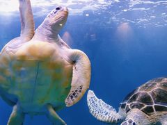 -青岛海底世界-水族馆