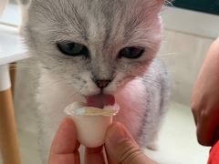 -喵的天空名猫咖啡馆·撸猫·猫舍·用品