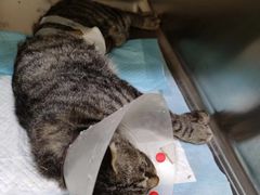 -萌兽医馆·犬猫专科·眼科中心·宠物医院(朝阳门分院)