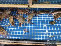 -威海渔村(黄兴路店)