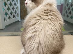 -猫在这儿猫咪咖啡馆·撸猫馆
