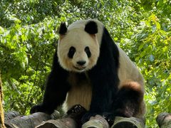 -都江堰中华大熊猫苑