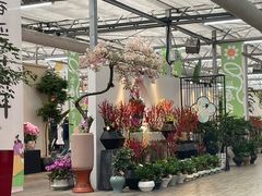 -荷兰花海
