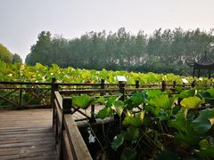 -合肥滨湖国家森林公园