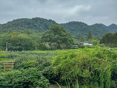 -龙井壹号·茶缘山景宴(龙井村店)