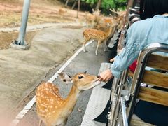 -清迈夜间动物园