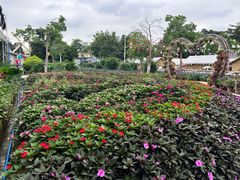 -广东花都香草世界旅游度假区