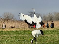 -盐城丹顶鹤湿地生态旅游区