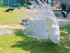 -苏州太湖西山岛开心农场