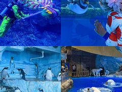 -海合安青岛极地海洋公园