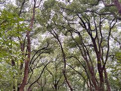 -上海佘山国家森林公园天马山园