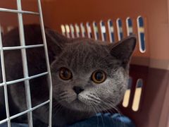 -伟伟宠物医院·CT影像中心·瑞派犬猫综合性门诊(汉口总院)