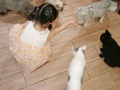 -more than meow吴止猫主题餐厅(承德 中船汇店)