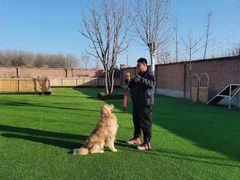 -北京京卫宠物寄养训练中心