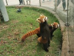 -灵玲国际马戏城