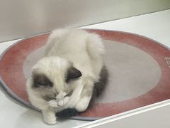 -青奢宠物·青奢猫舍