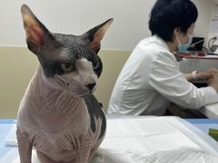 -美联众合动物医院·24h转诊中心