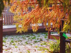 -五缘湾湿地公园