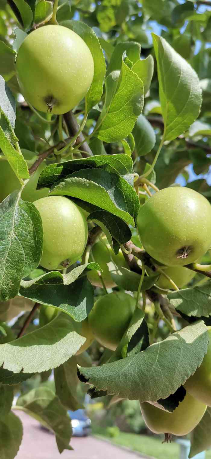 青龙苹果-"青龙,苹果.又香又甜又脆.没有污染环境,."-大众点评移动版
