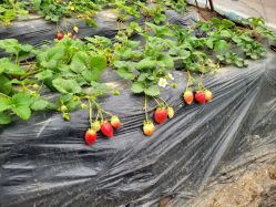 -蓝呗呗蓝莓草莓采摘园(通州区马驹桥店)