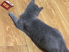 -猫大福·Fortune Cat猫舍(百子湾店)