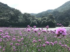 -广州市石门国家森林公园