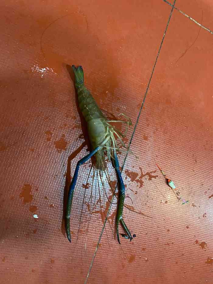 台湾第一钓虾场-"[环境]以钓虾为主.钓的是罗氏虾.有专人.