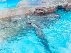 -海合安成都极地海洋公园