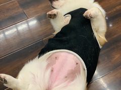-豆柴町-柴犬主题狗咖(红鼎国际C座店)