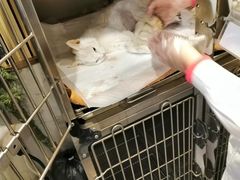 -宠爱国际动物医院· 猫科· 外科·中兽医(长白店)