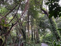 -深圳仙湖植物园