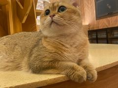 -MOCHA明星猫咖(田子坊店)