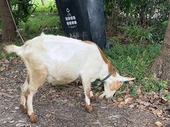 -马陆小张葡萄园农家乐