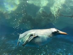-凯莉-塔尔敦海洋生物水族馆