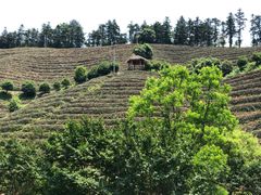 -心无尘茶餐馆(径山村店)