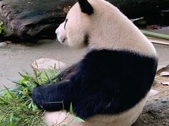 -都江堰中华大熊猫苑