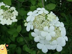 -墨尔本皇家植物园